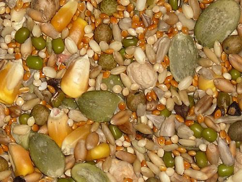 sprouts.jpg