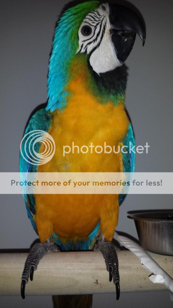 20150204_175151_zps8e39ae65.jpg