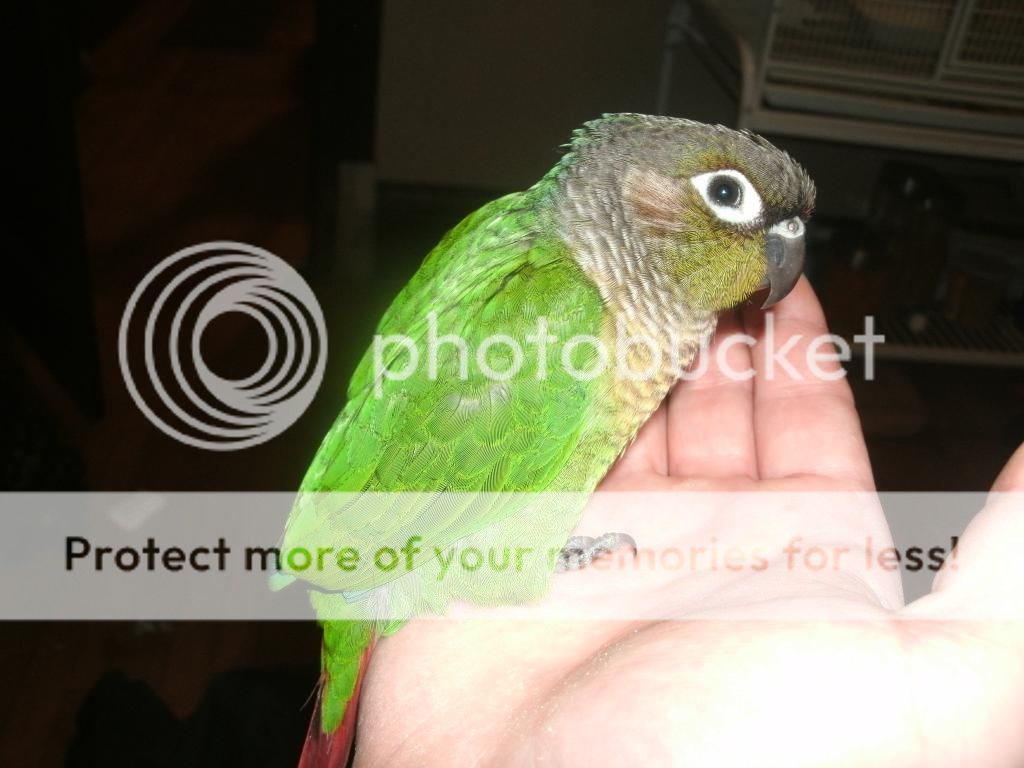 GEDC0005_zpsym7bxowo.jpg~original