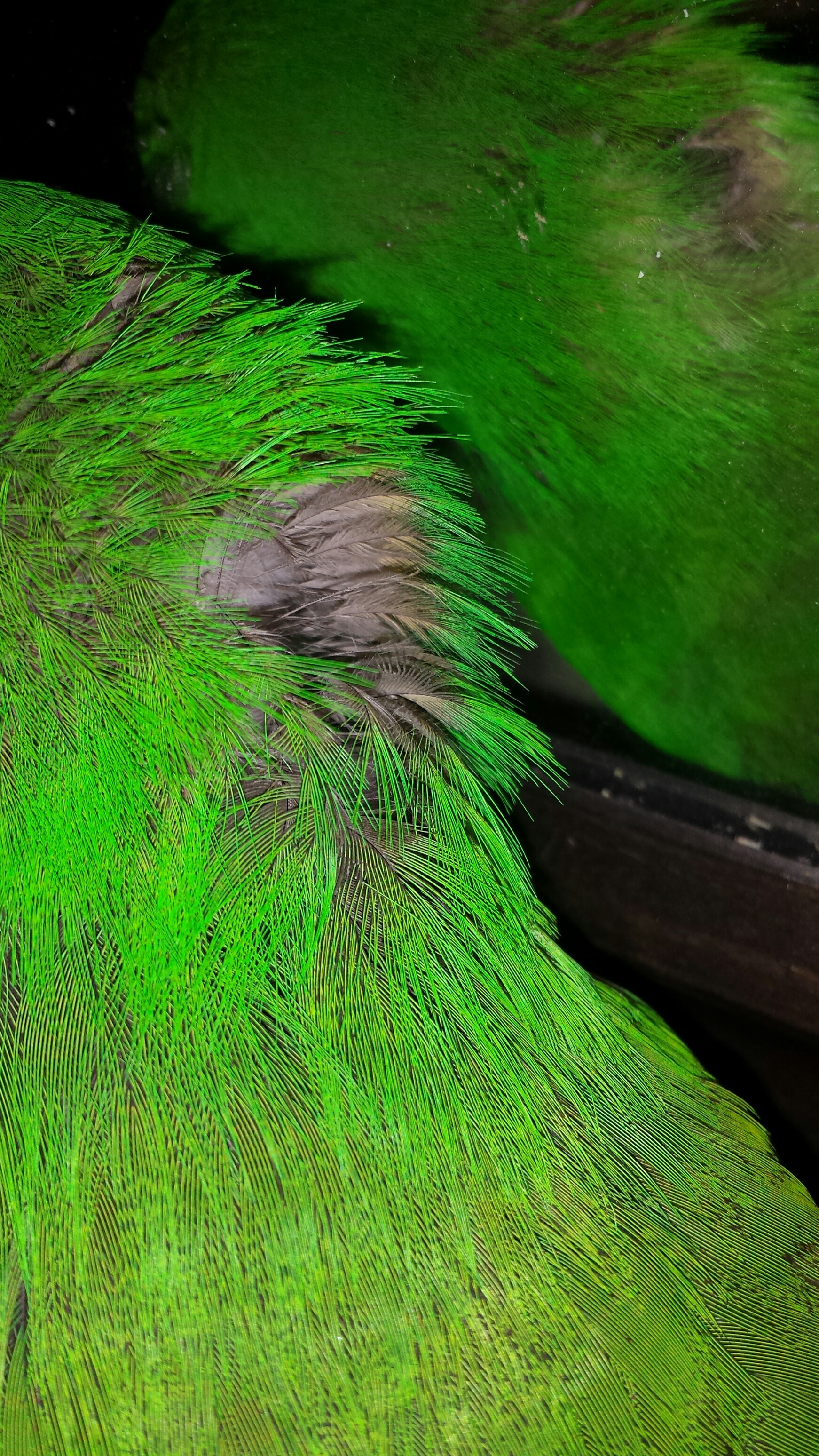 thin_feathers_08.jpg