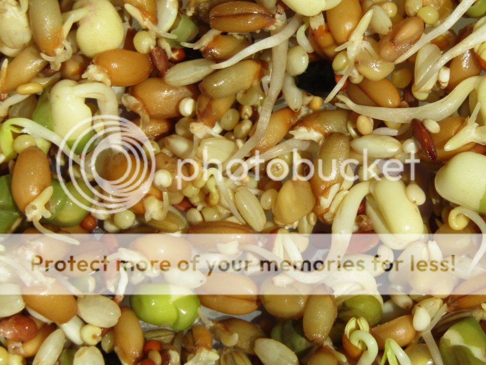 Sprouts_zpsc7n6dj07.jpg