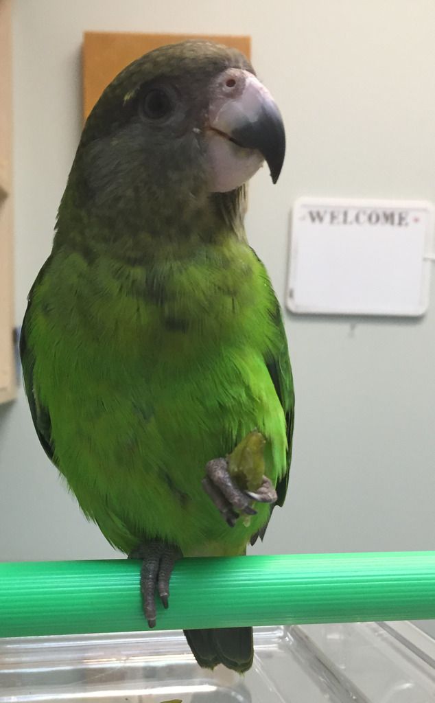 YummyGreenBean.jpg