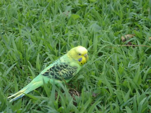 Tweetychillinoutside.jpg