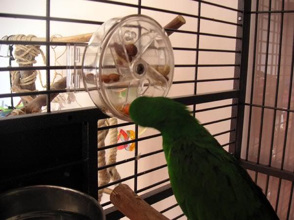 Eddiewheel.jpg