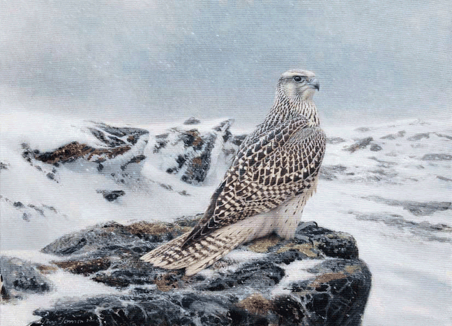 gyrfalconA.png