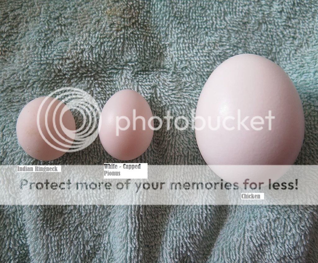 namedeggs_zpsg981cewz.jpg