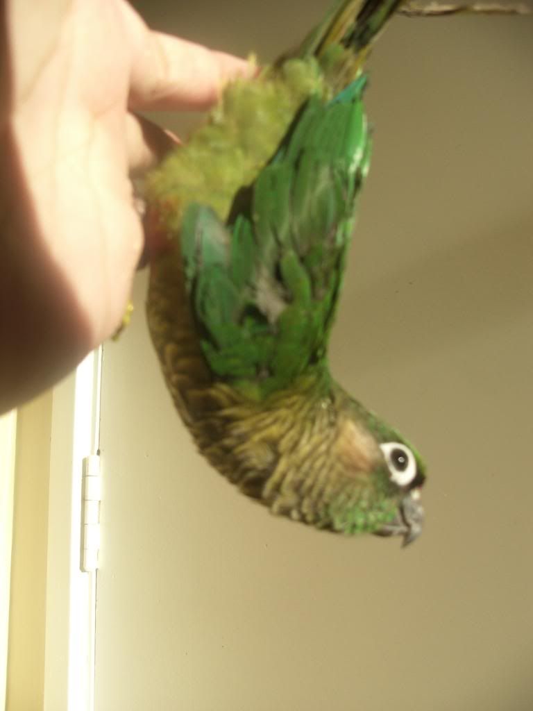GEDC0954_zps97c45dbf.jpg