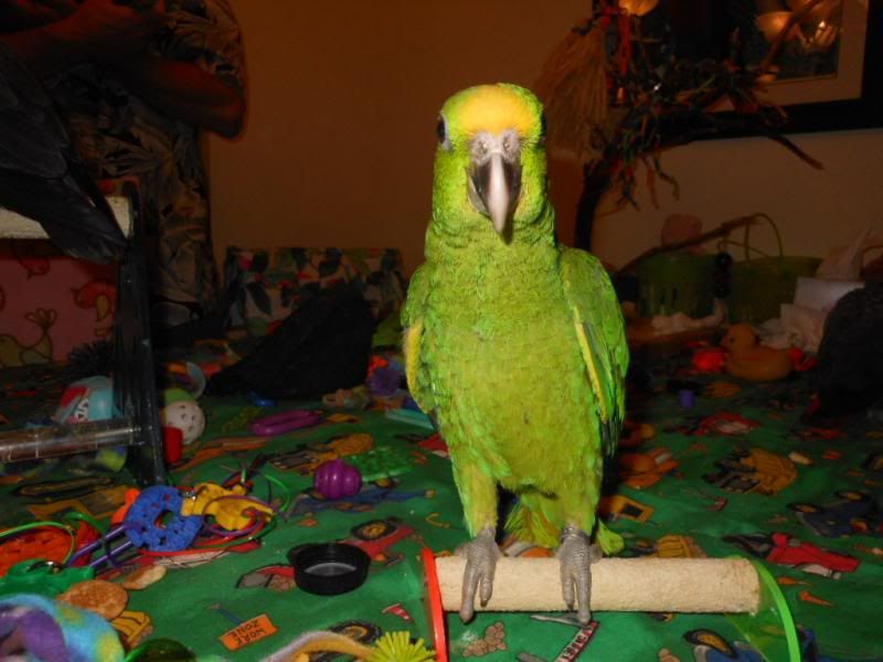 BabyPanamaAmazon_zpsfc48d960.jpg