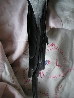 MaleUndersideTail.jpg