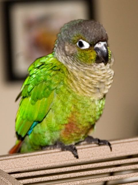 mac0001.jpg