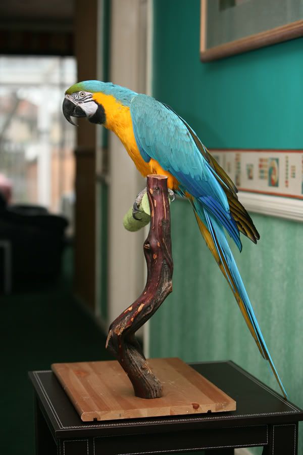 bgmacaw036.jpg