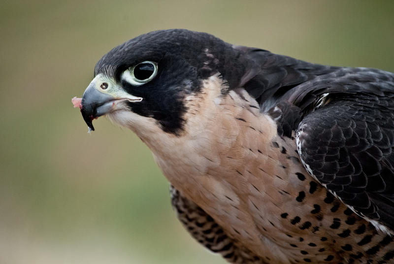 peregrine_portrait_by_copperarabian-d49o5xo.jpg