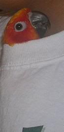 shirt1.jpg