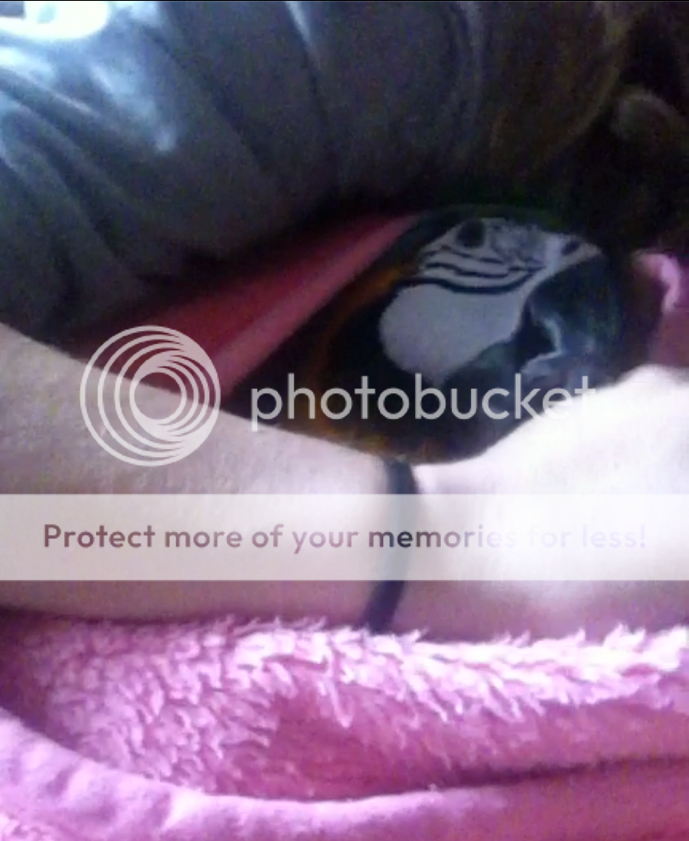 Screenshot2013-03-06at104104PM_zps17ccef67.png