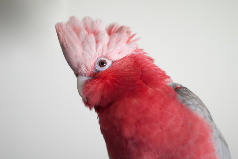 rosie_s_crest_by_featheredsamurai-d6hvvbv.jpg