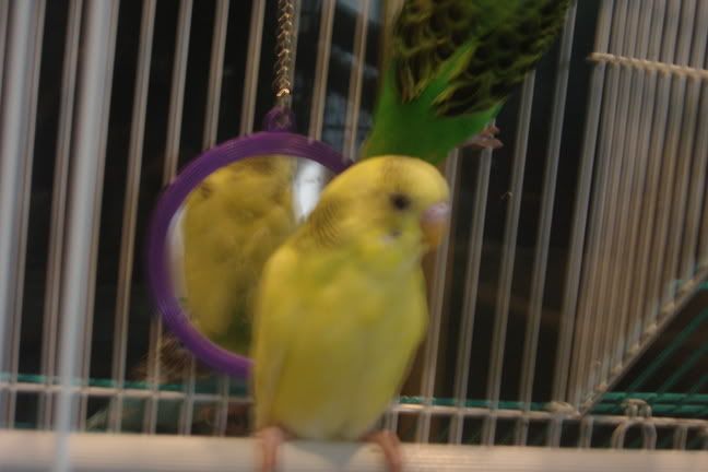 AintPixieadorable.jpg