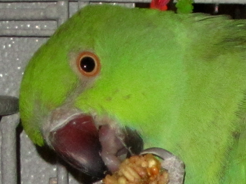 Sylphie_zpseb058269.png