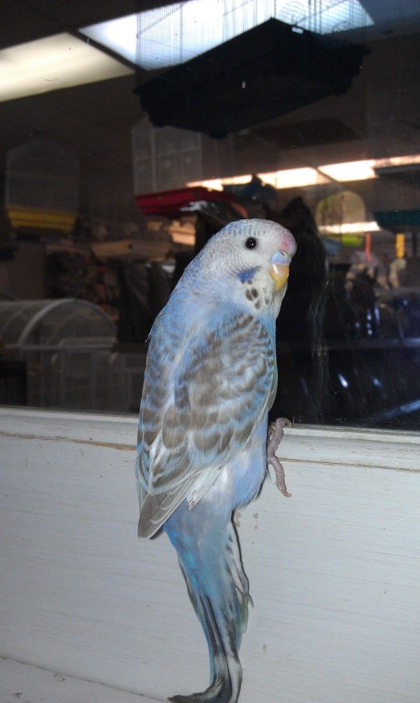 babybudgie1.jpg