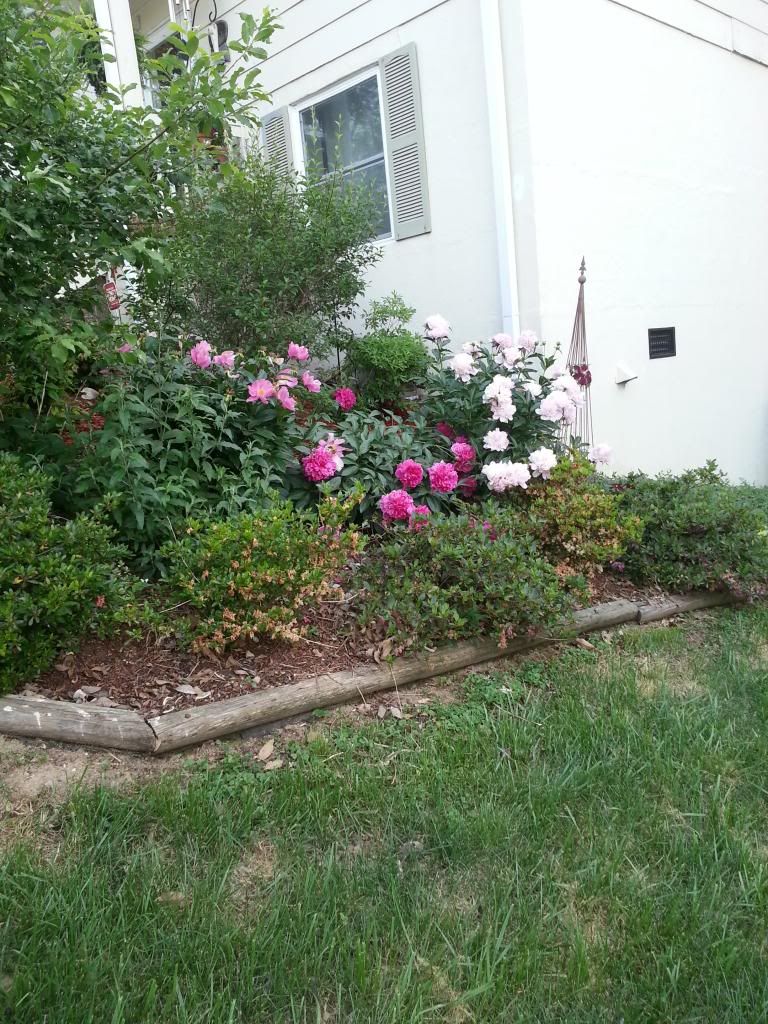 20140512_184544_zpsgwrmkizz.jpg