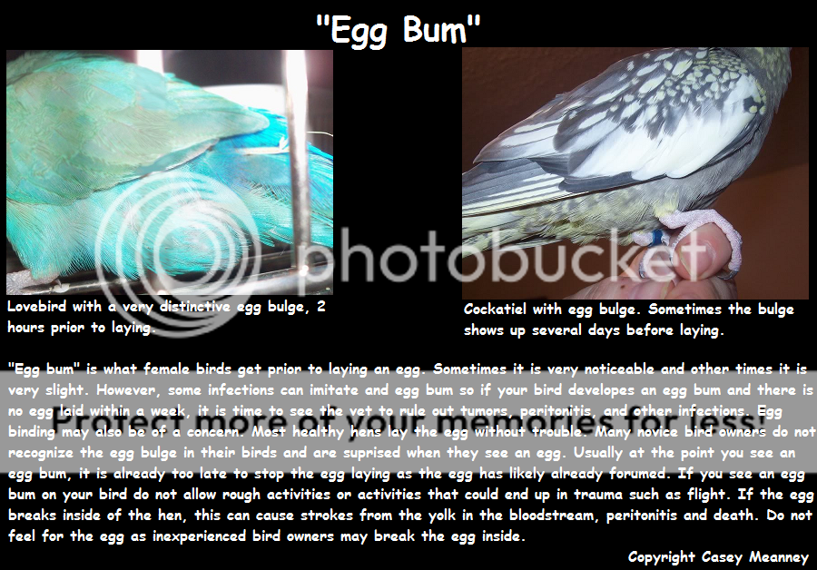 eggbum.png