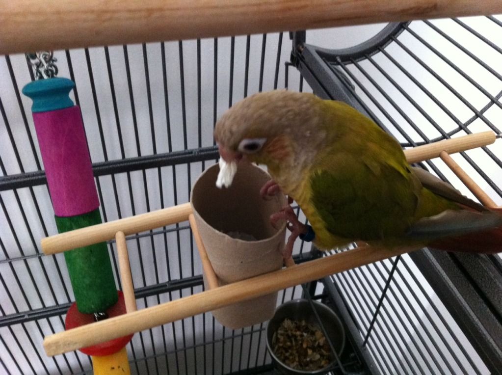 pipfoodtoy.jpg