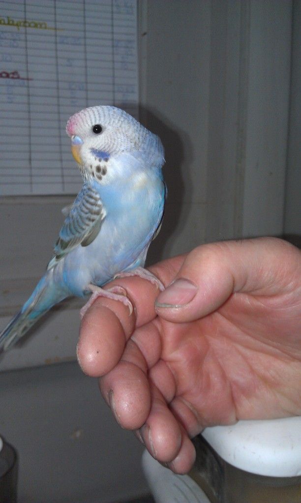 babybudgie4.jpg
