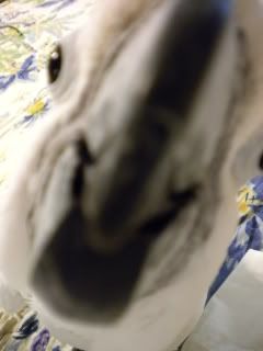 tazzbite-1.jpg