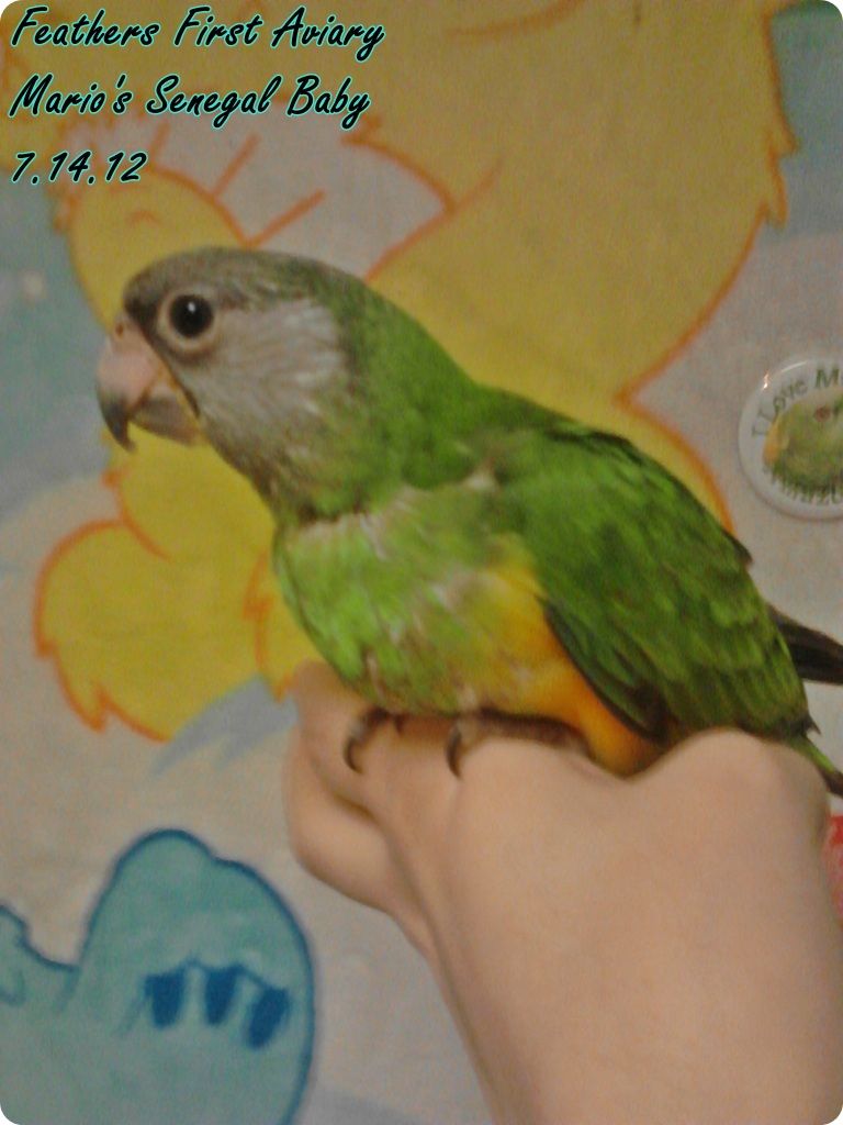 sennie12.jpg