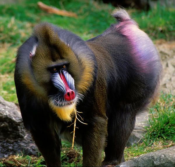 mandrill.jpg