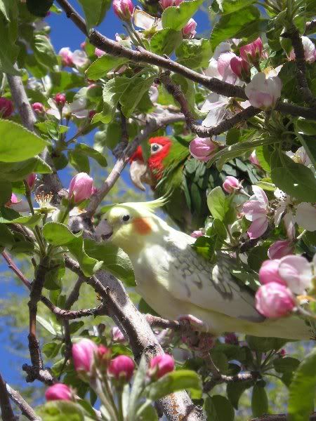 Fids061.jpg