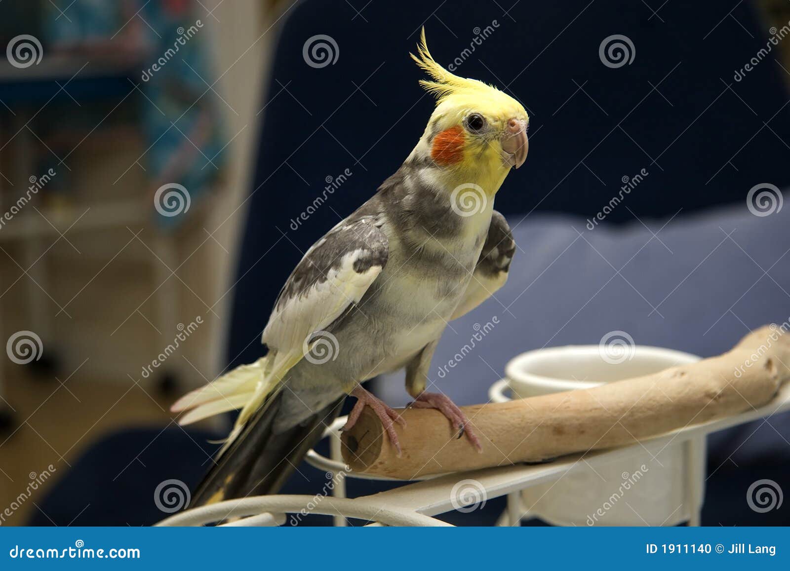 pied-cockatiel-1911140.jpg