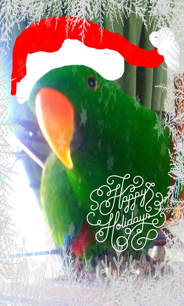 Pixlr_20151225113453305.jpg
