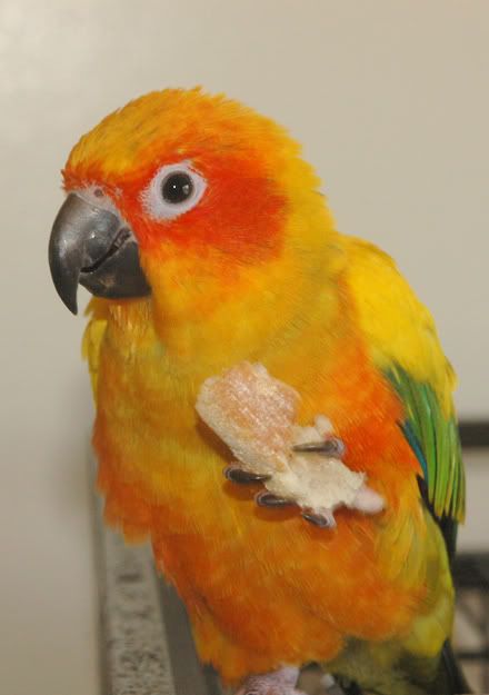 Emuffin2.jpg