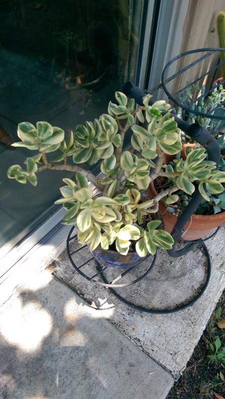 IMAG0530.jpg