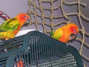 netting3.jpg