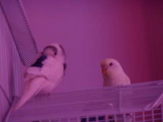 Picture017-1.jpg