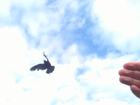 tumblr_mghuo8WOol1r3d3g9o1_400.gif