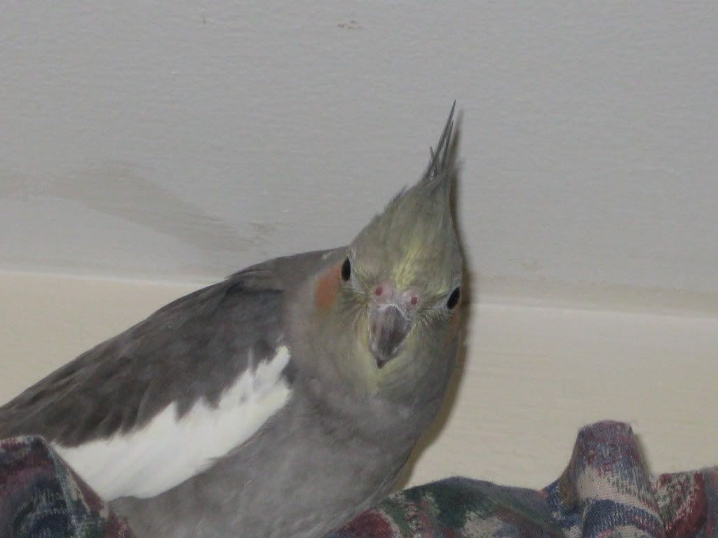 Peaches3.jpg