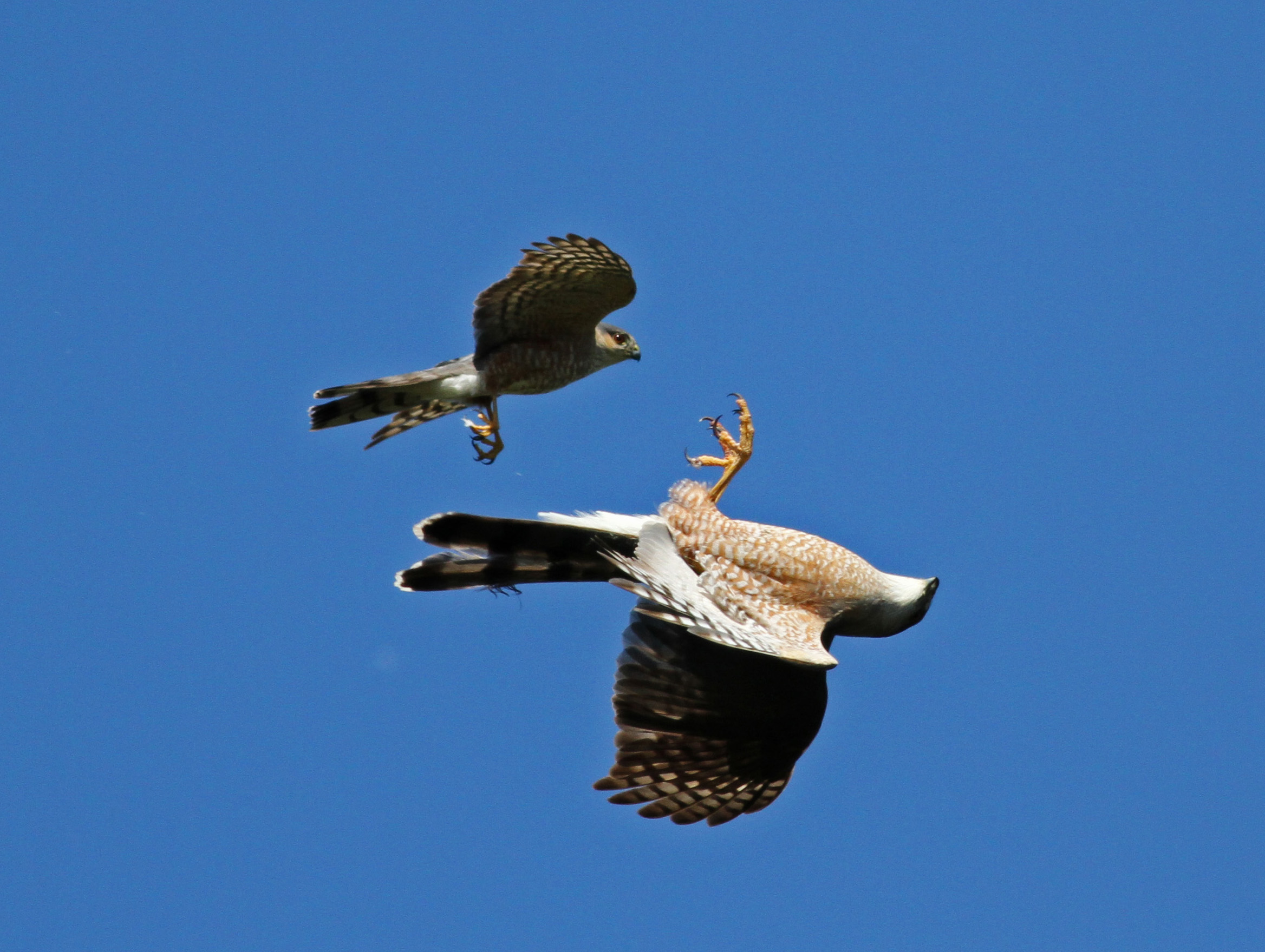img_5361_accipiter-fight.jpg