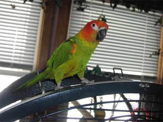 sunconure-hahnsmacaw.jpg