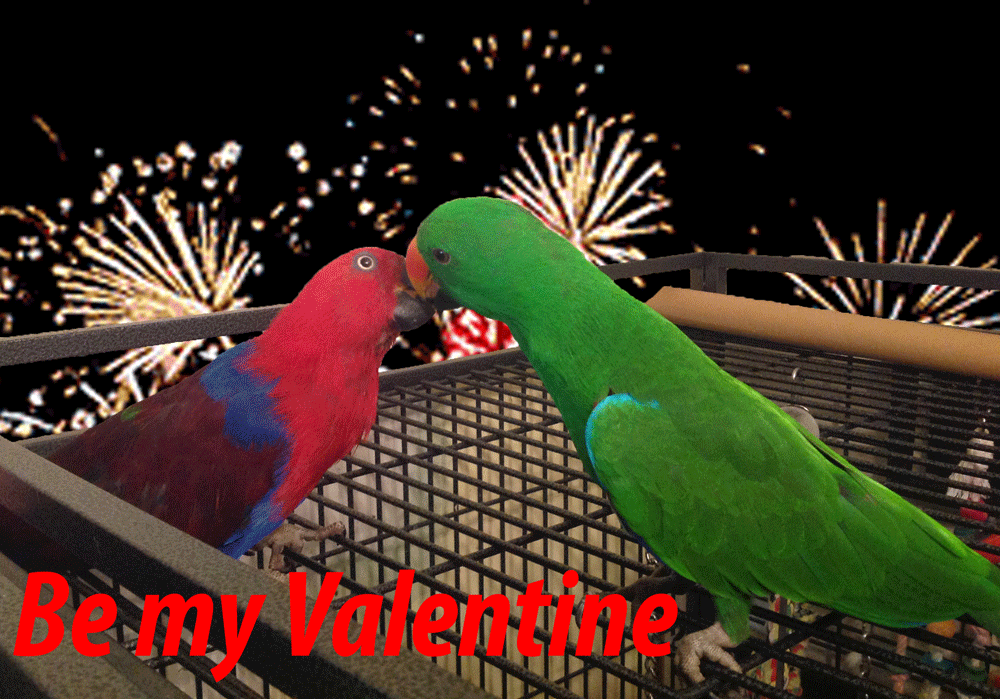 Gizmo-and-Pebbles-kissing_zpswiubzzx2.gif