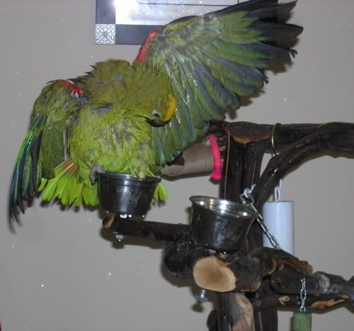 Elvisbathing2.jpg