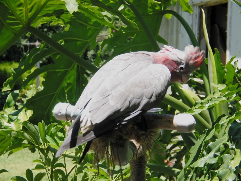 birdsoutside010.jpg