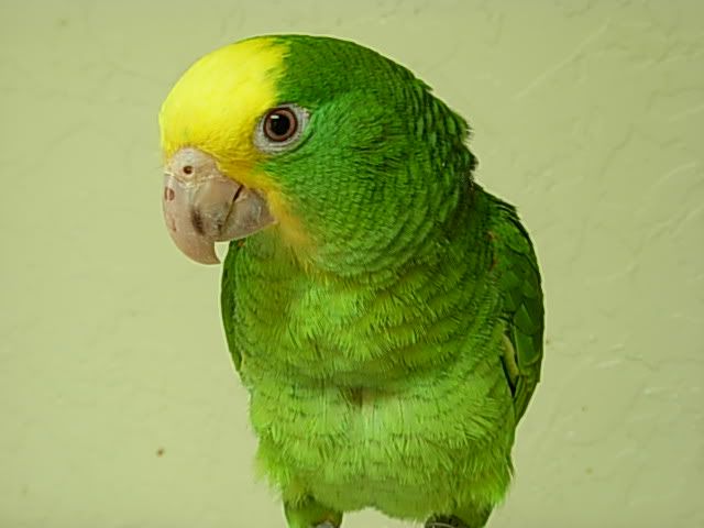 parrot3.jpg