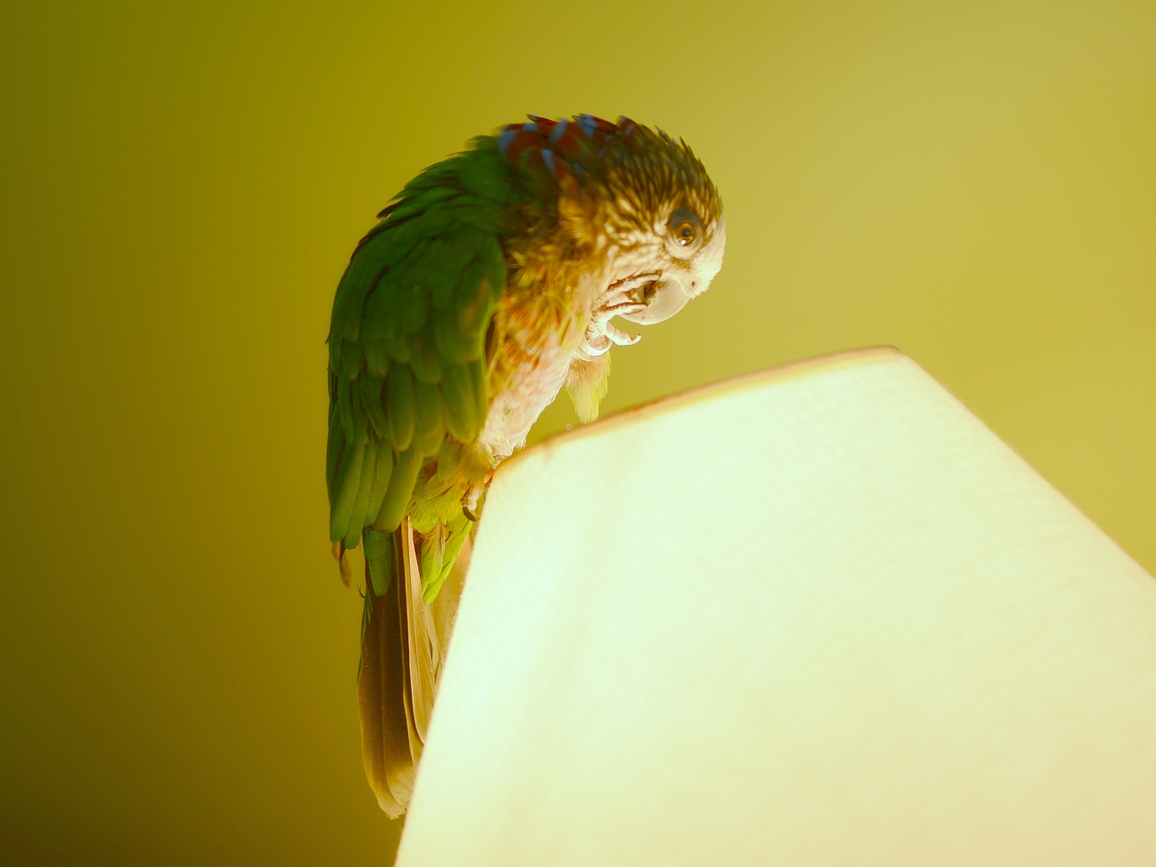 nike-lamp.JPG