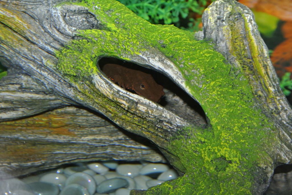 DSC_9790_zpsbzsjjxrh.jpg