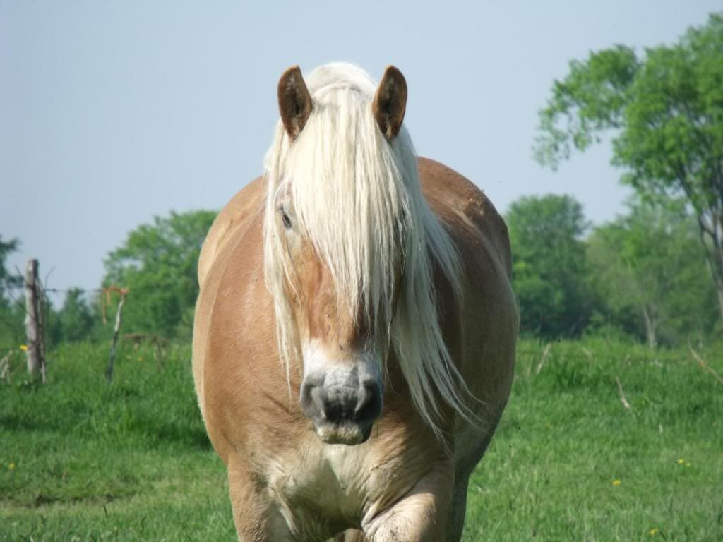 buddy_zps29dd2903.jpg
