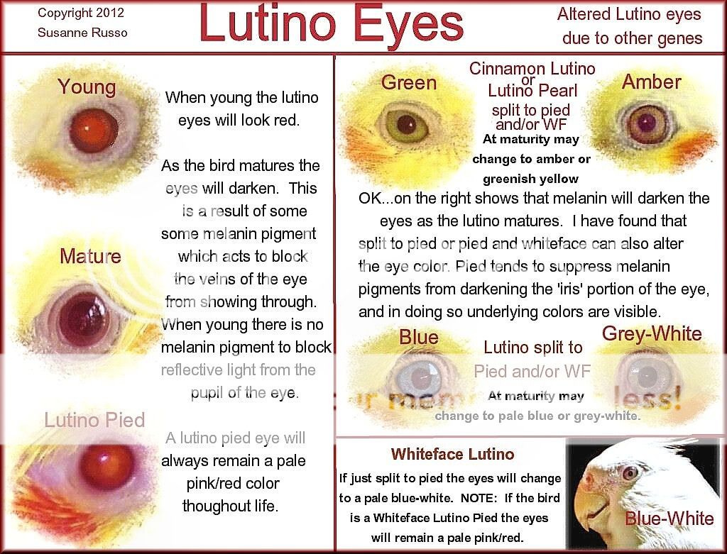 EYE-Lutino-ILLUS.jpg
