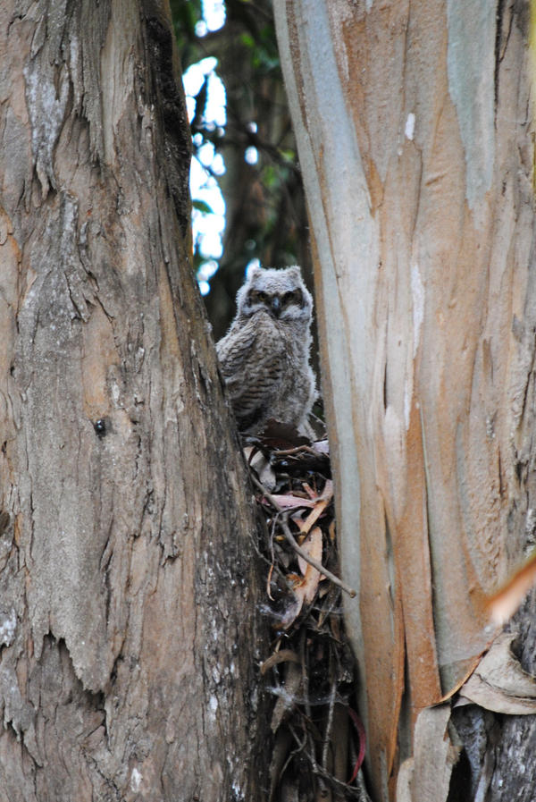 Great_Horned_Owl_Baby_by_copperarabian.jpg
