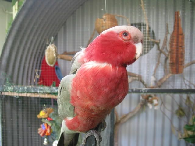 budgies017.jpg